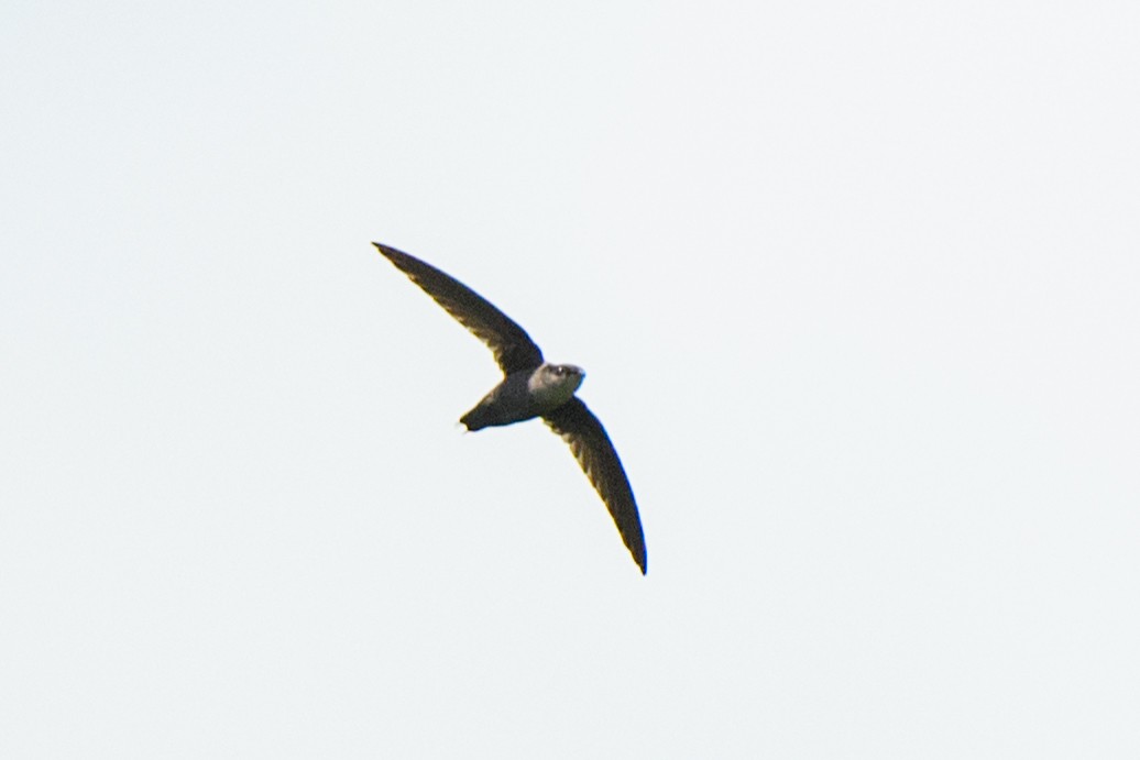 Gray-rumped Swift - ML620549530