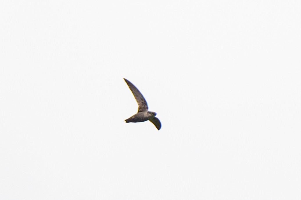 Gray-rumped Swift - ML620549533