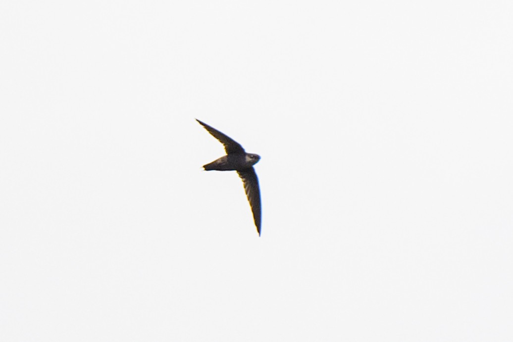 Gray-rumped Swift - ML620549534