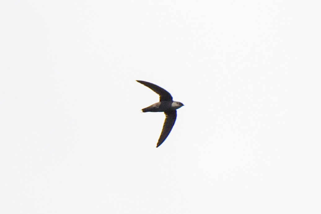 Gray-rumped Swift - ML620549536