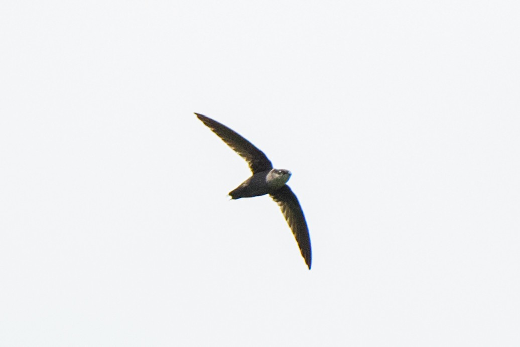 Gray-rumped Swift - ML620549538