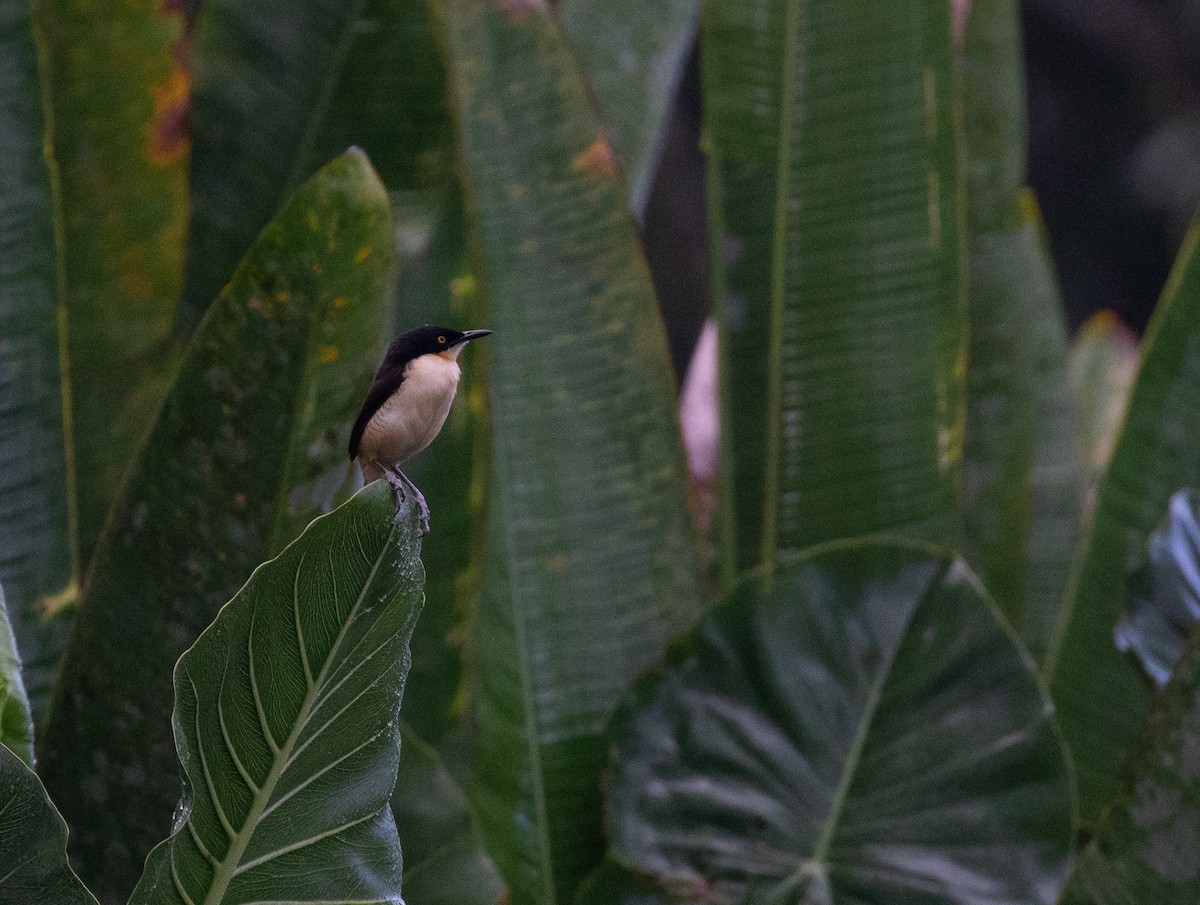 Black-capped Donacobius - ML620549543