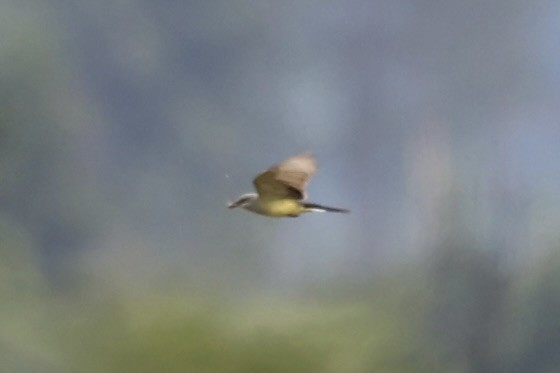 Western Kingbird - ML620549545