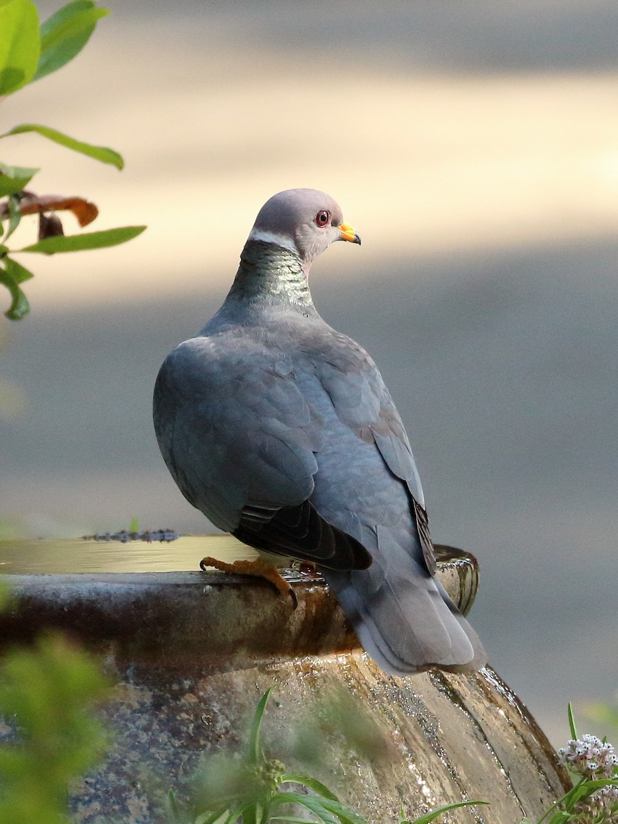 Band-tailed Pigeon - ML620549547