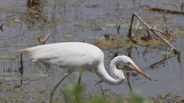 Great Egret - ML620549550