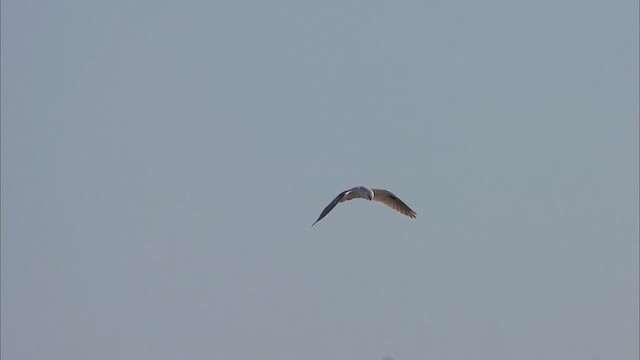 Black-shouldered Kite - ML620549553