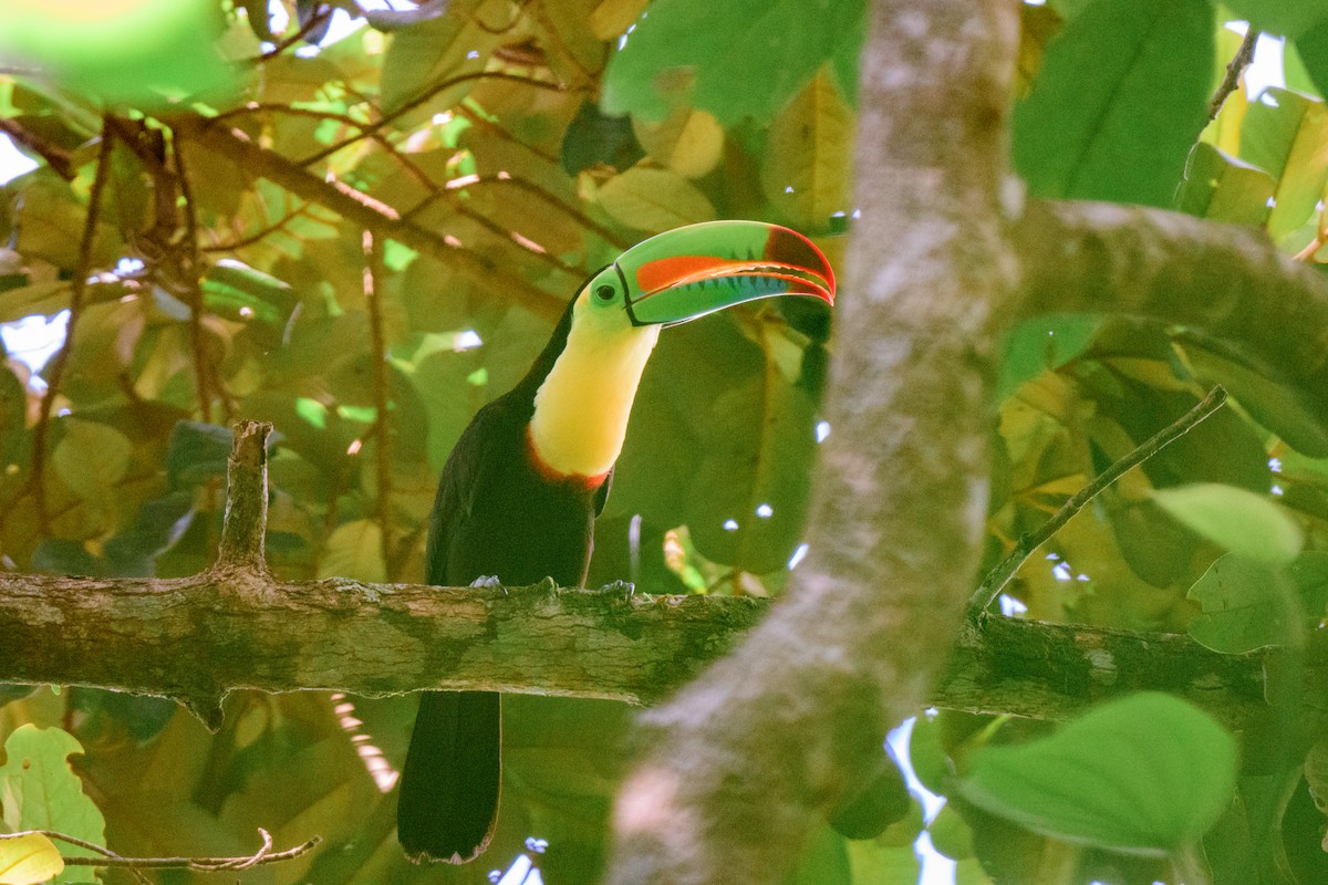 Keel-billed Toucan - ML620549561