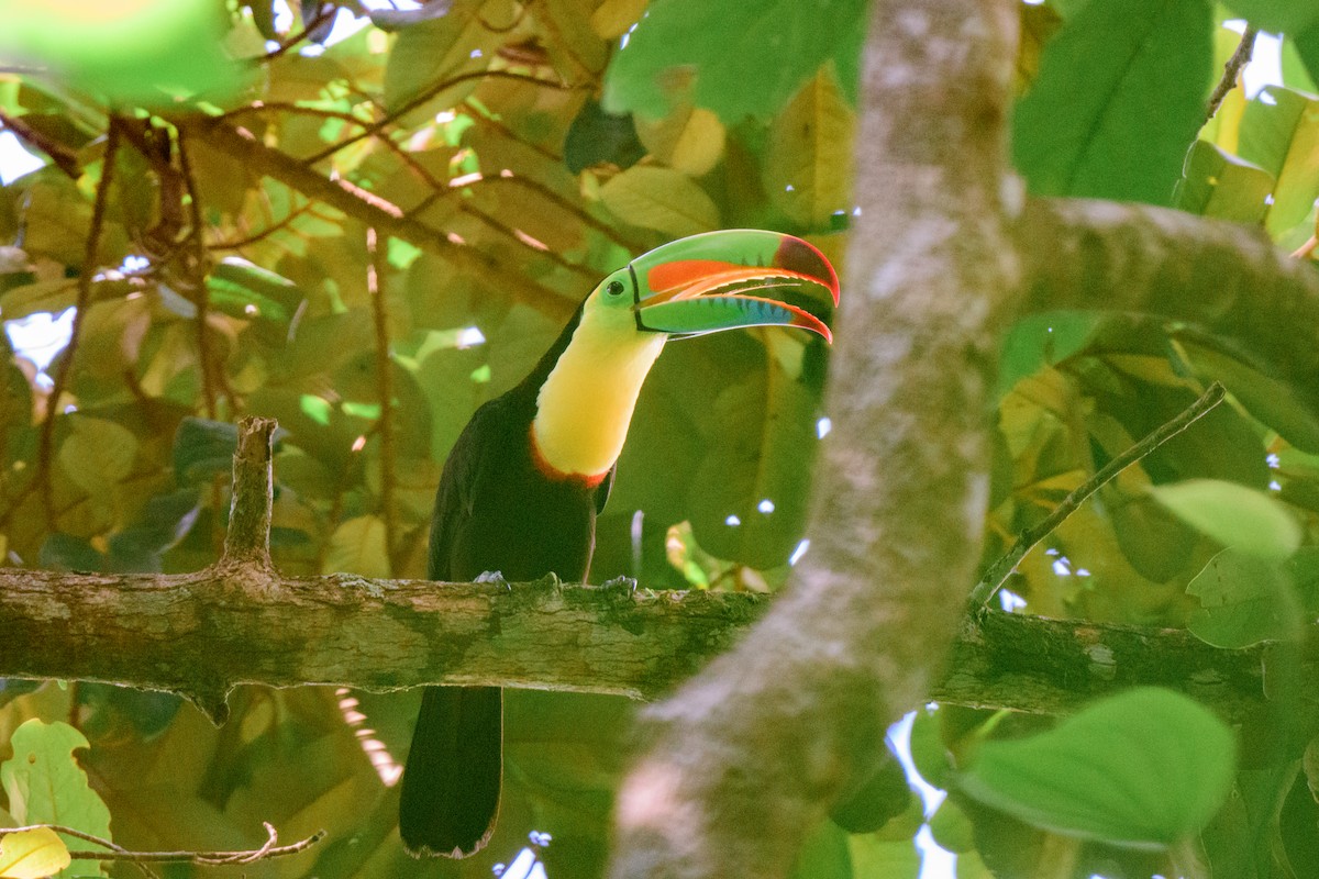 Keel-billed Toucan - ML620549564