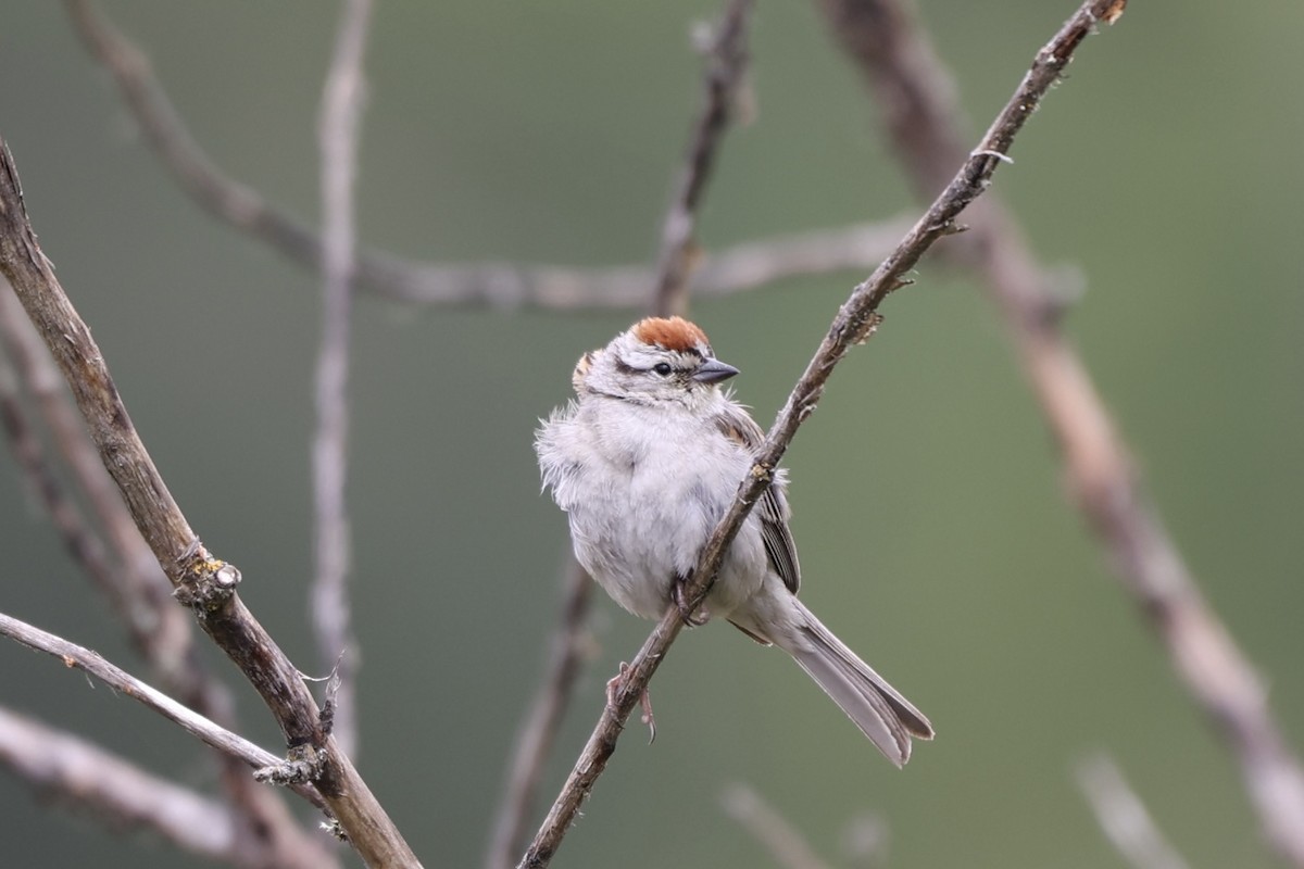 Chipping Sparrow - ML620549565