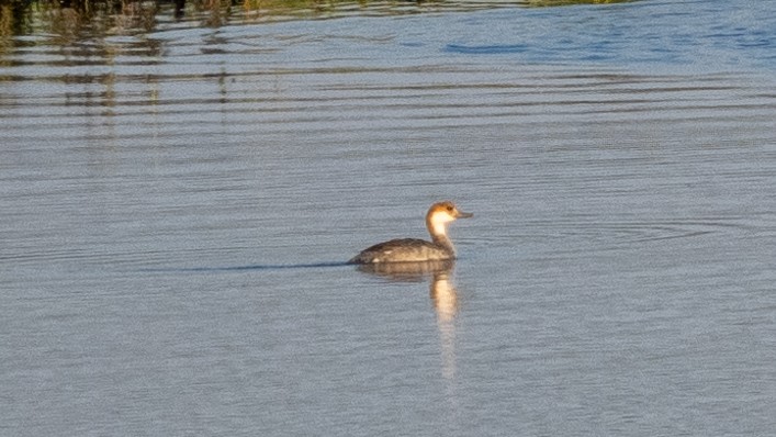 Horned Grebe - ML620549566