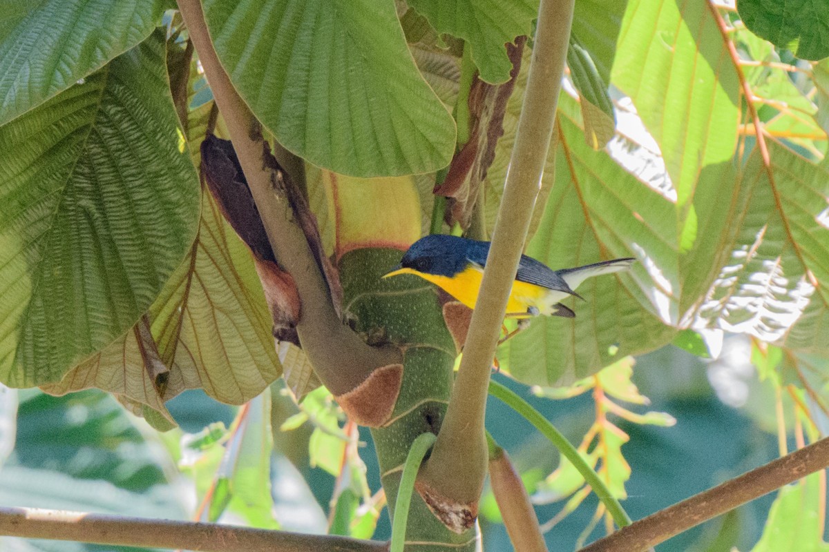 Tropical Parula - ML620549571