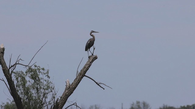 Great Blue Heron - ML620549572