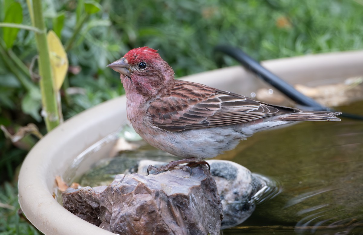 Cassin's Finch - ML620549573