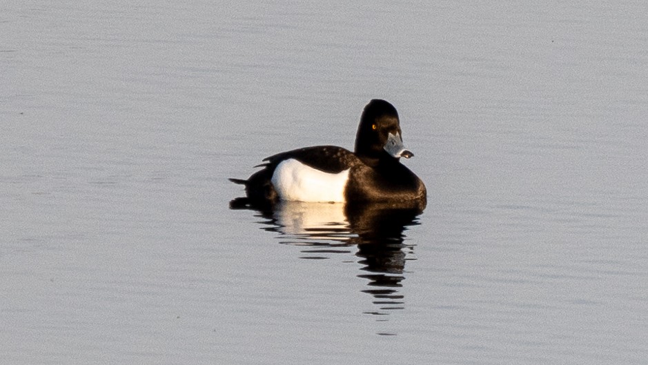Tufted Duck - ML620549574