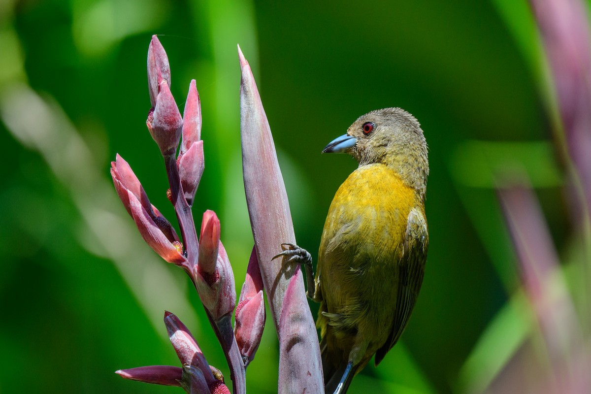 Scarlet-rumped Tanager - ML620549576