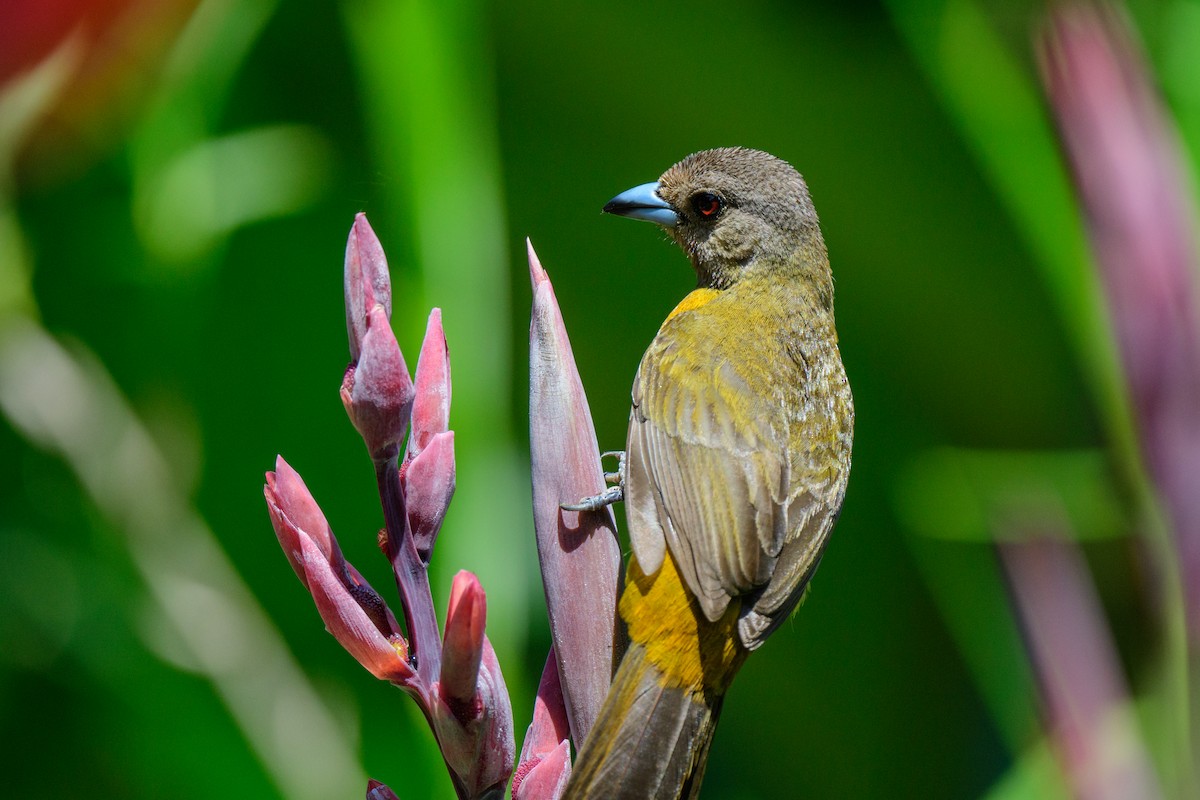 Scarlet-rumped Tanager - ML620549577