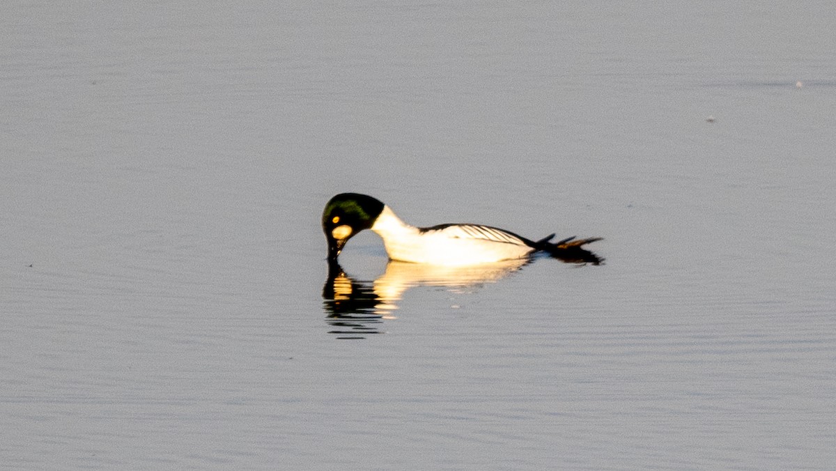 Common Goldeneye - ML620549579