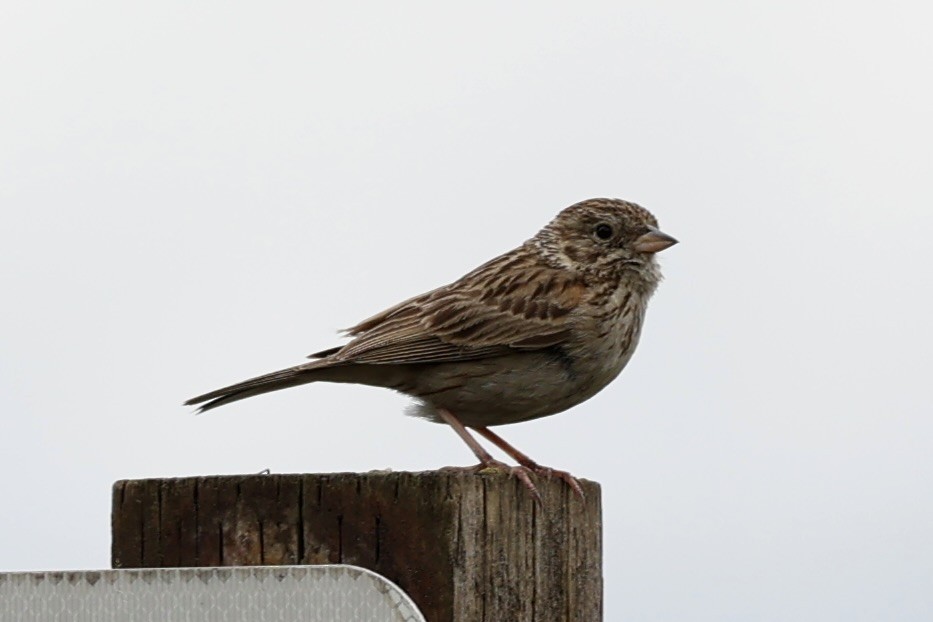 Vesper Sparrow - Sandy Pringle