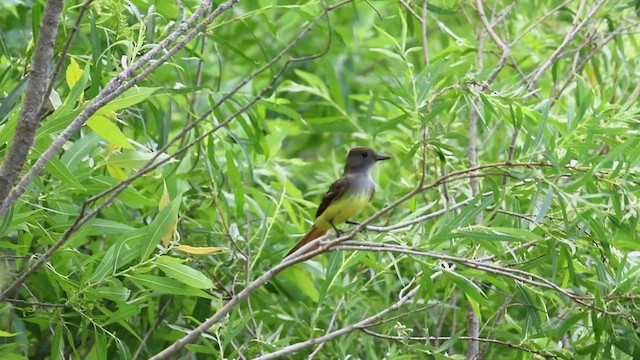 Great Crested Flycatcher - ML620549587