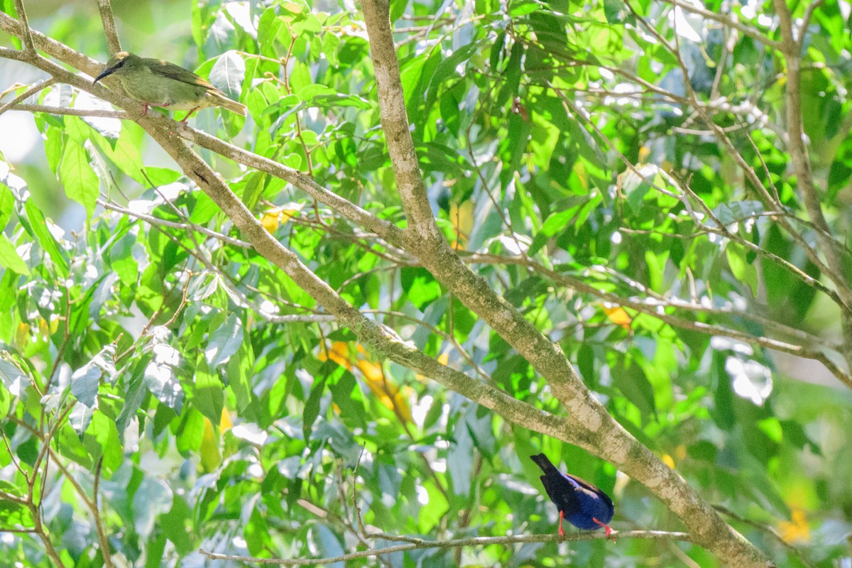 Red-legged Honeycreeper - ML620549594