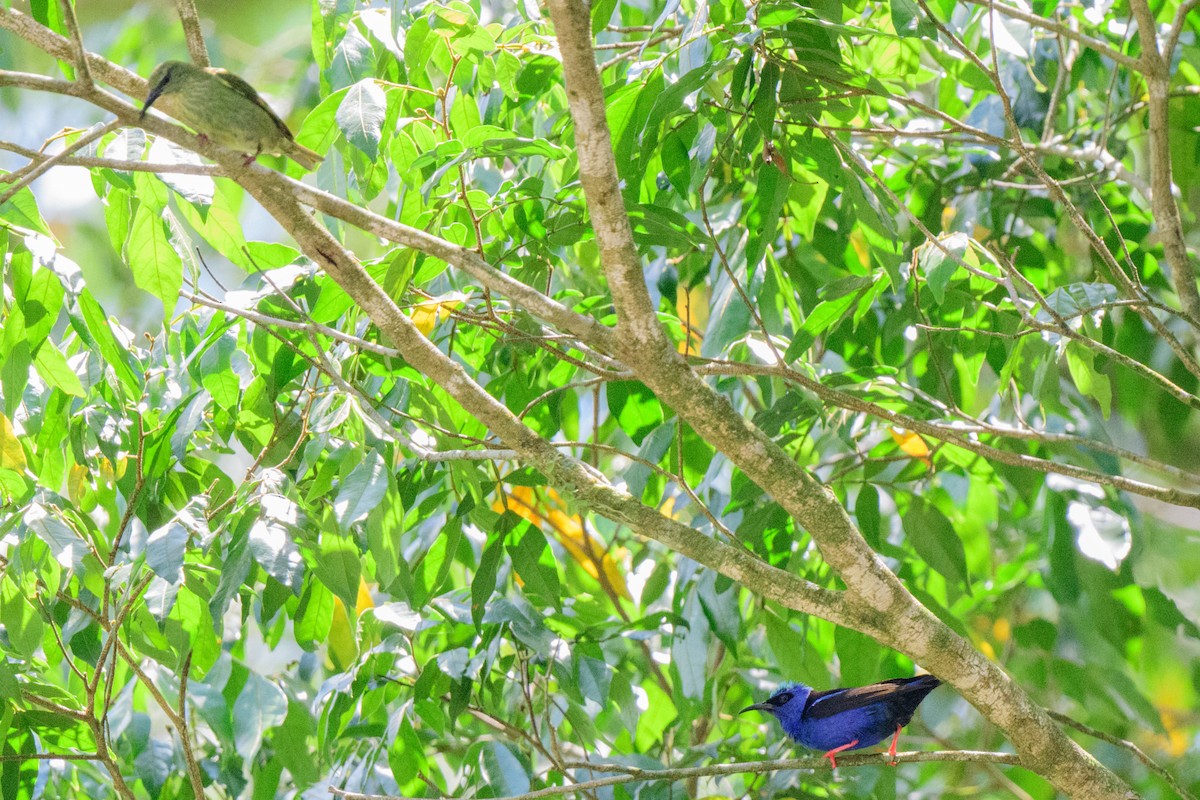 Red-legged Honeycreeper - ML620549595