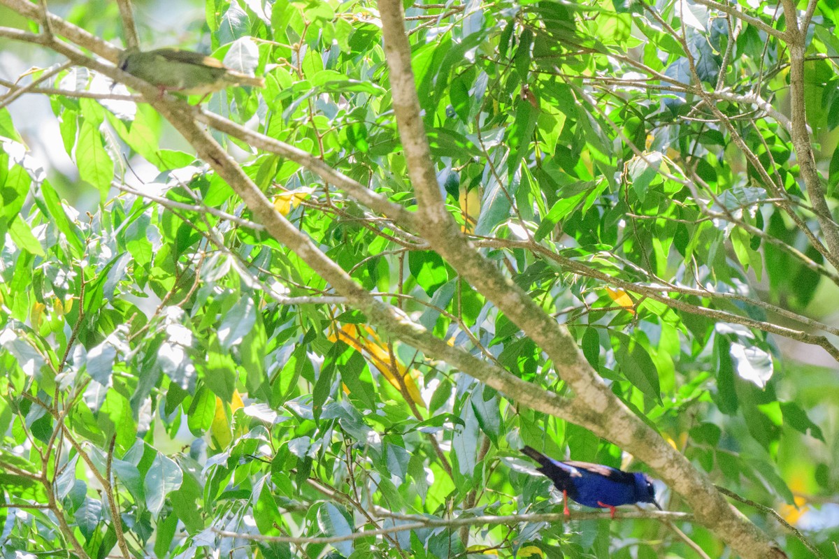 Red-legged Honeycreeper - ML620549596