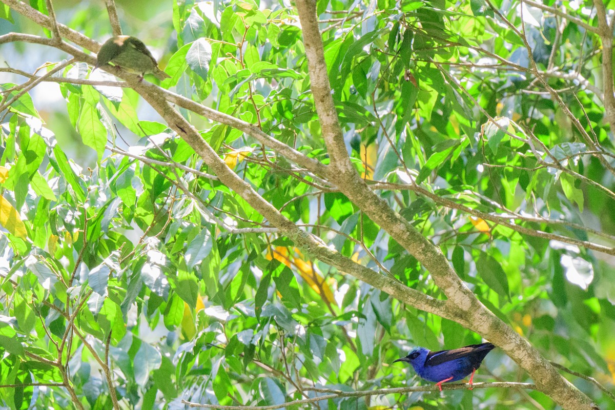 Red-legged Honeycreeper - ML620549598