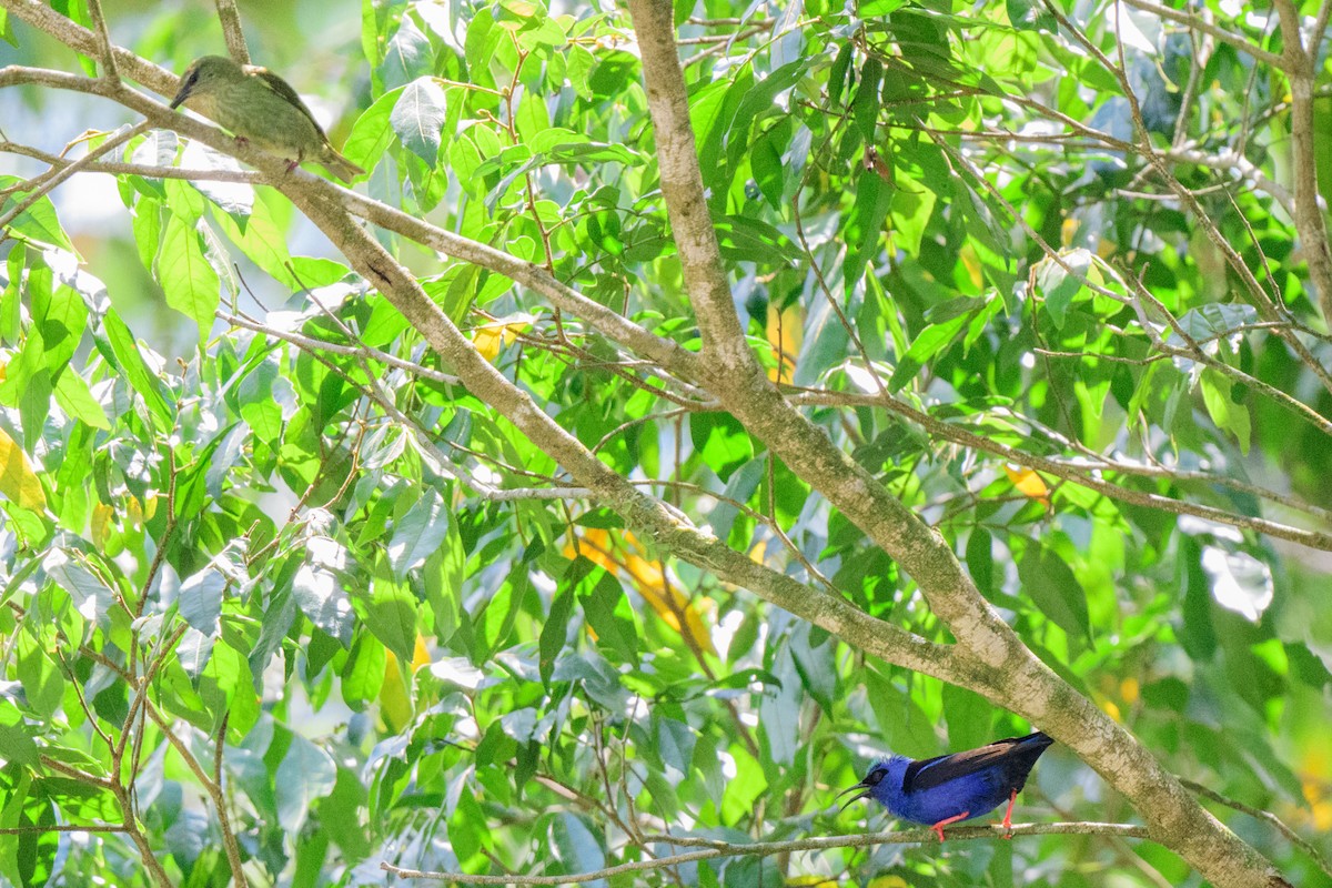 Red-legged Honeycreeper - ML620549599