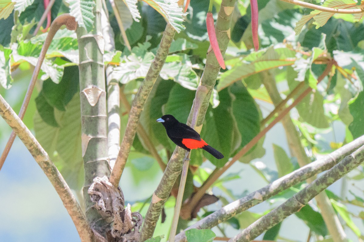 Scarlet-rumped Tanager - ML620549601