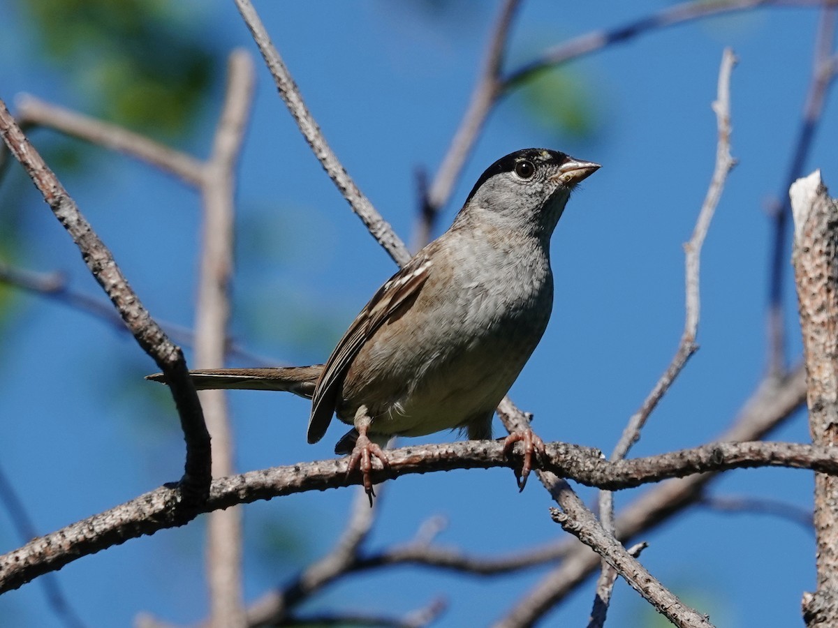 Bruant à couronne dorée - ML620549602