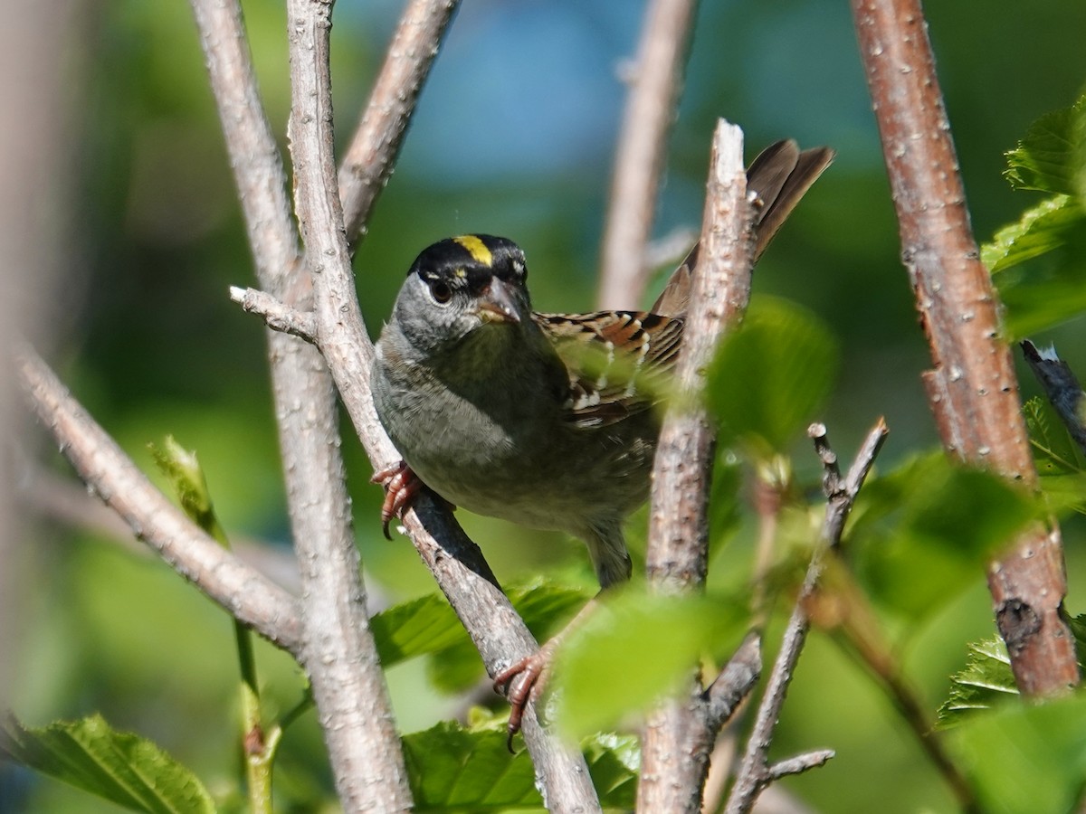 Golden-crowned Sparrow - ML620549603