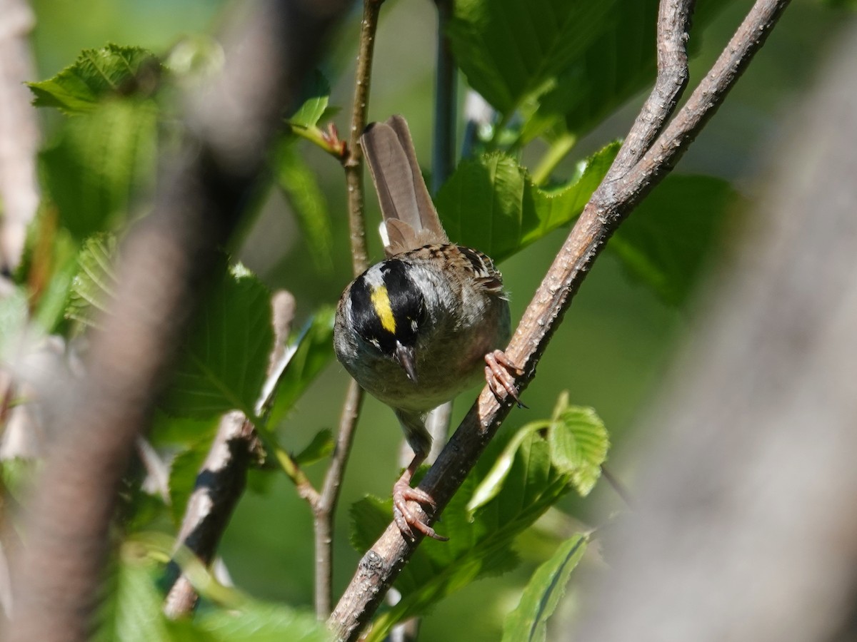 Golden-crowned Sparrow - ML620549604