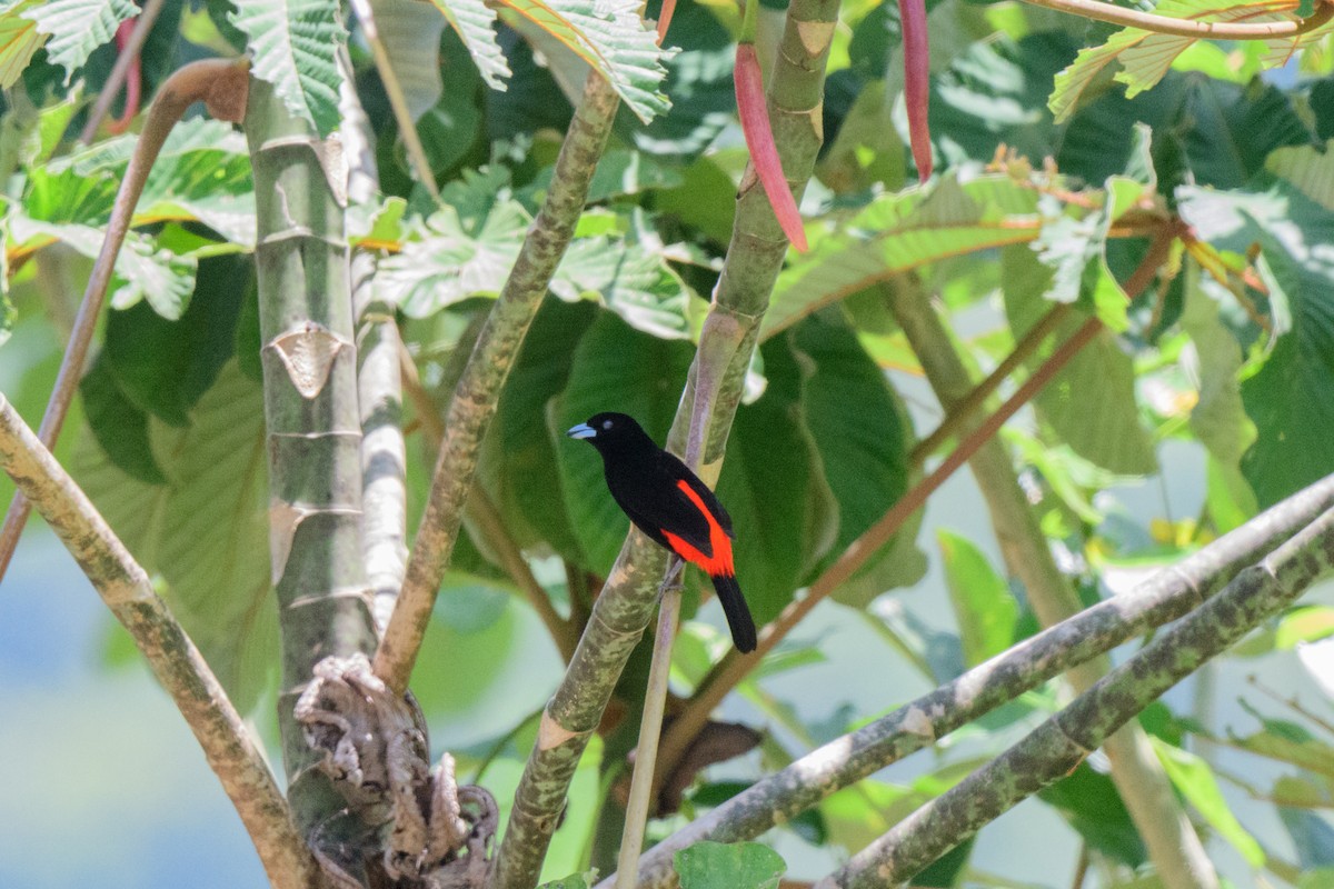 Scarlet-rumped Tanager - ML620549605