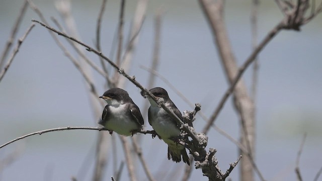 Tree Swallow - ML620549606