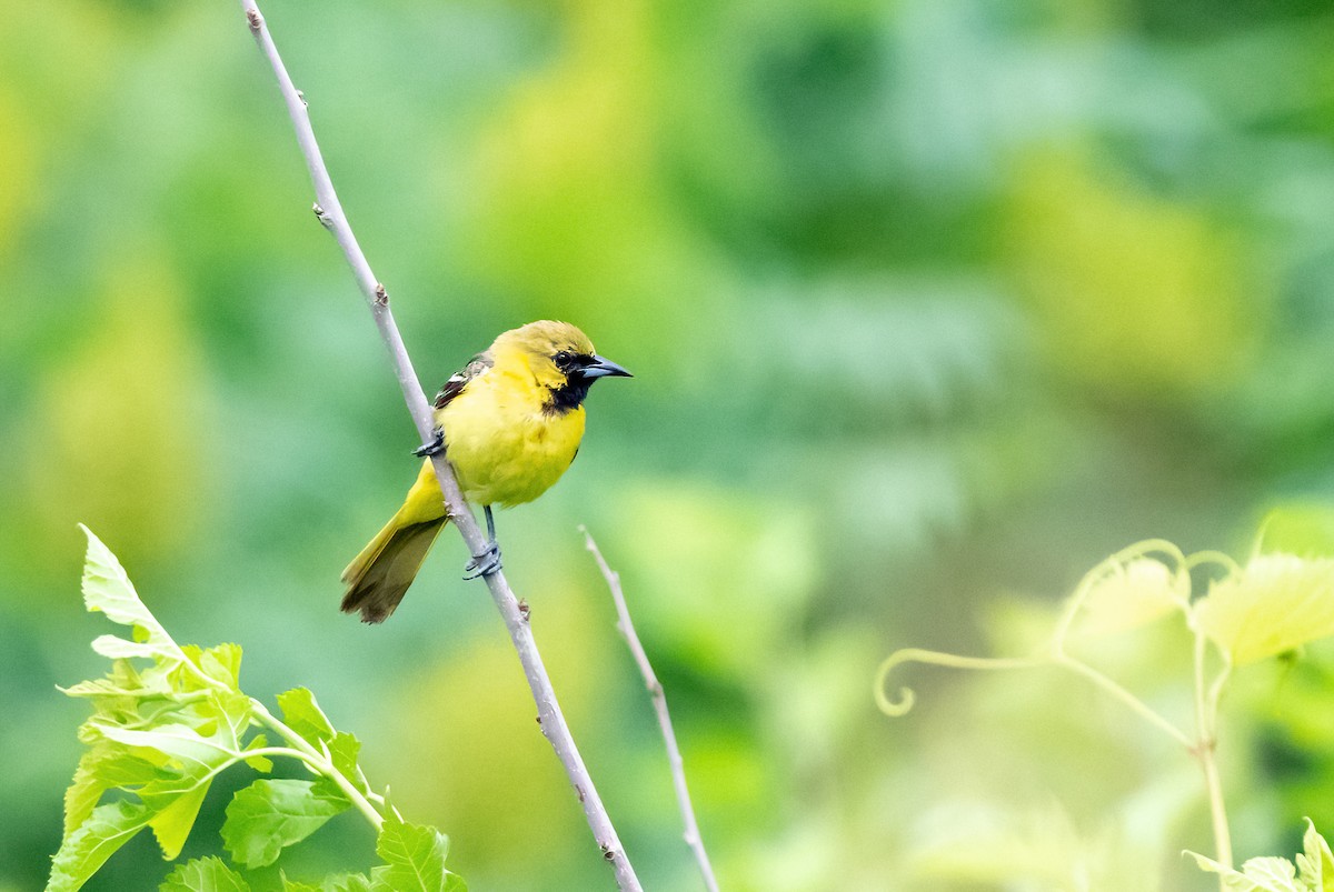 Orchard Oriole - ML620549612