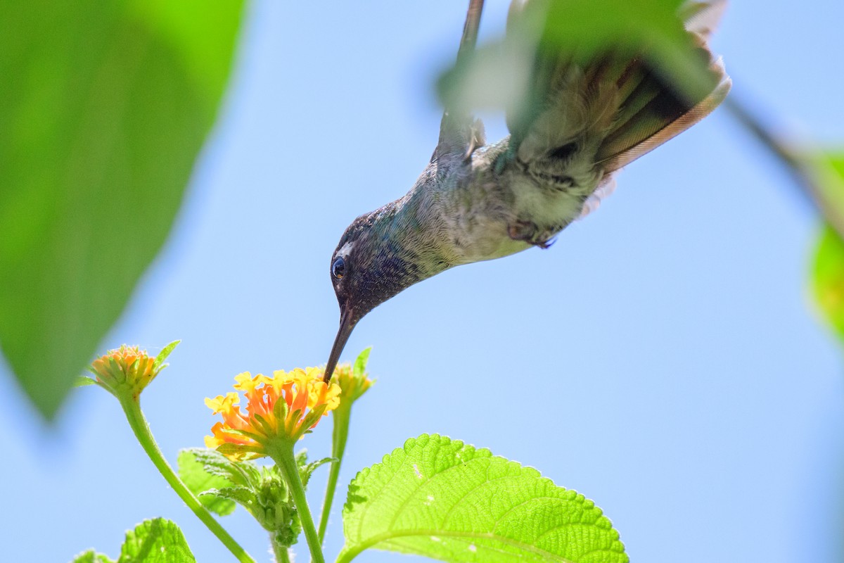 Violet-headed Hummingbird - ML620549616