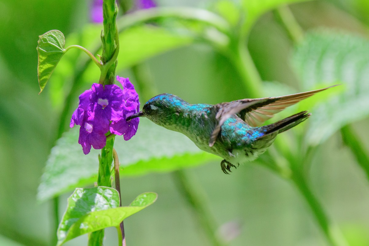 Violet-headed Hummingbird - John Kuenzli