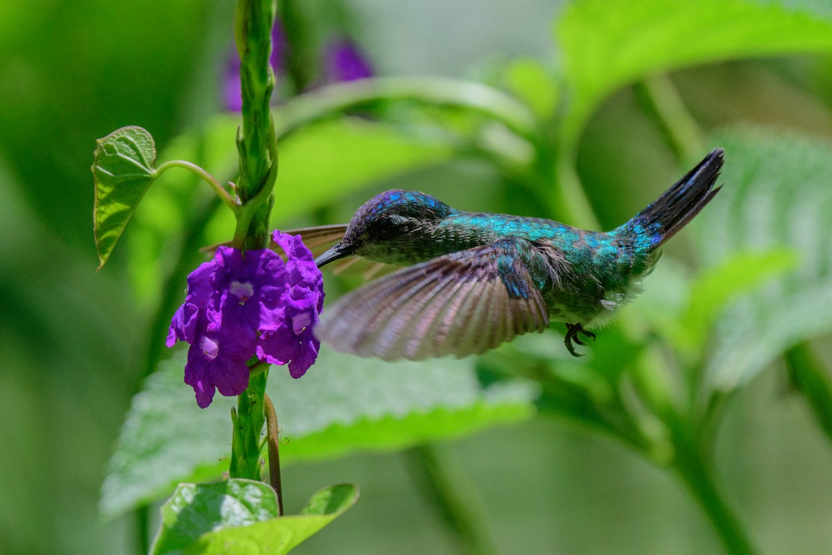 Violet-headed Hummingbird - ML620549618