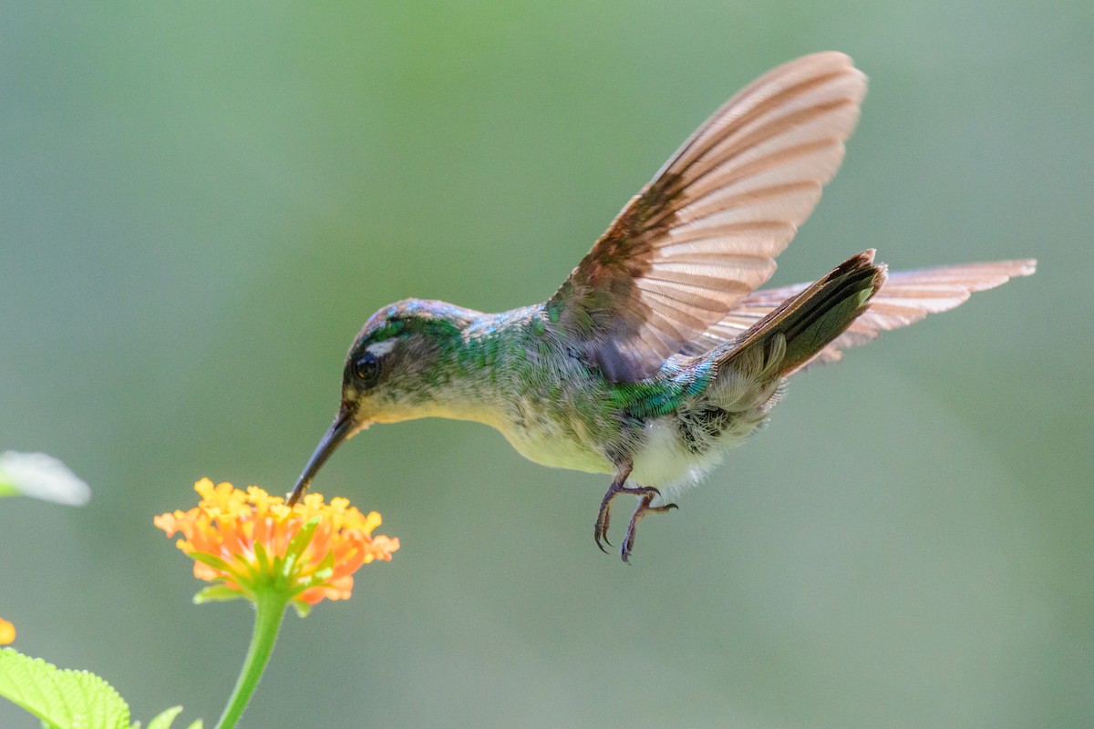 kolibřík fialovohlavý - ML620549619