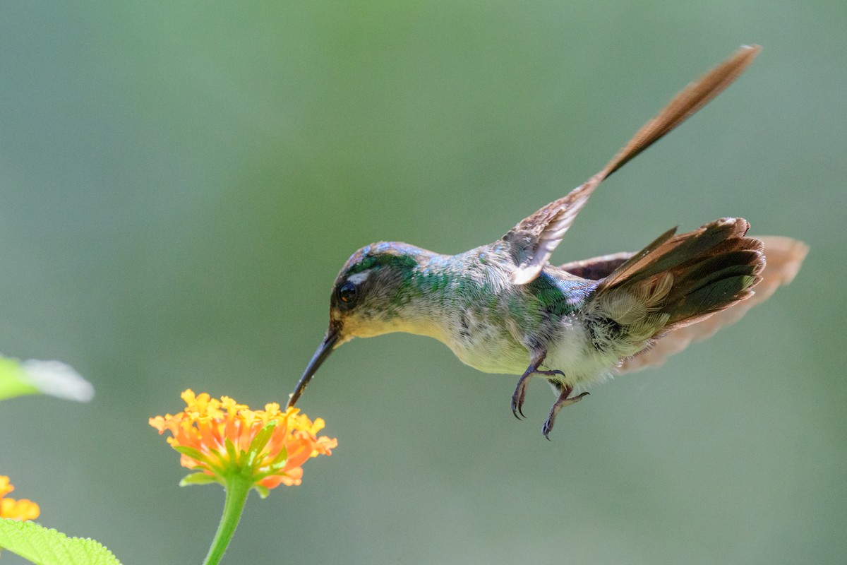 Colibrí Cabeciazul - ML620549620