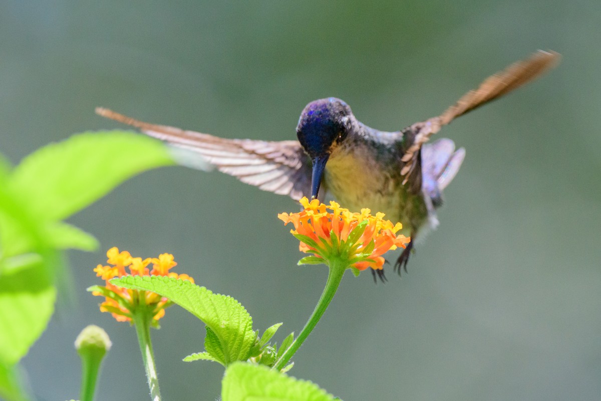 Violet-headed Hummingbird - ML620549621