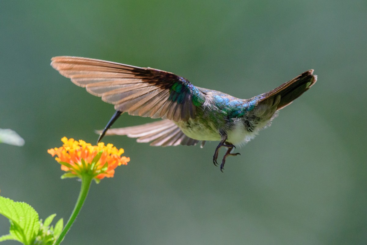 kolibřík fialovohlavý - ML620549622