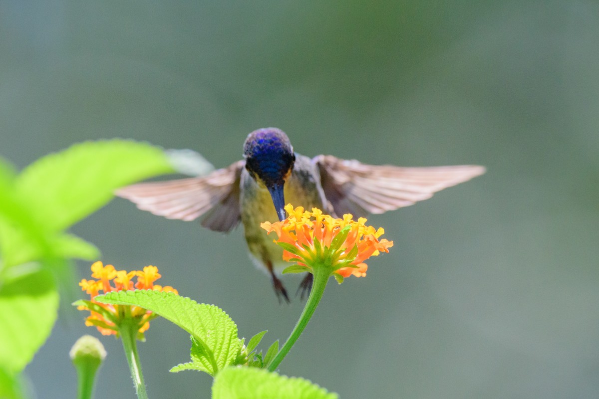 Colibri à tête violette - ML620549623