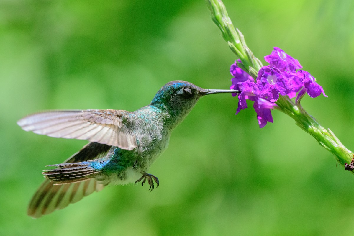 Violet-headed Hummingbird - ML620549625