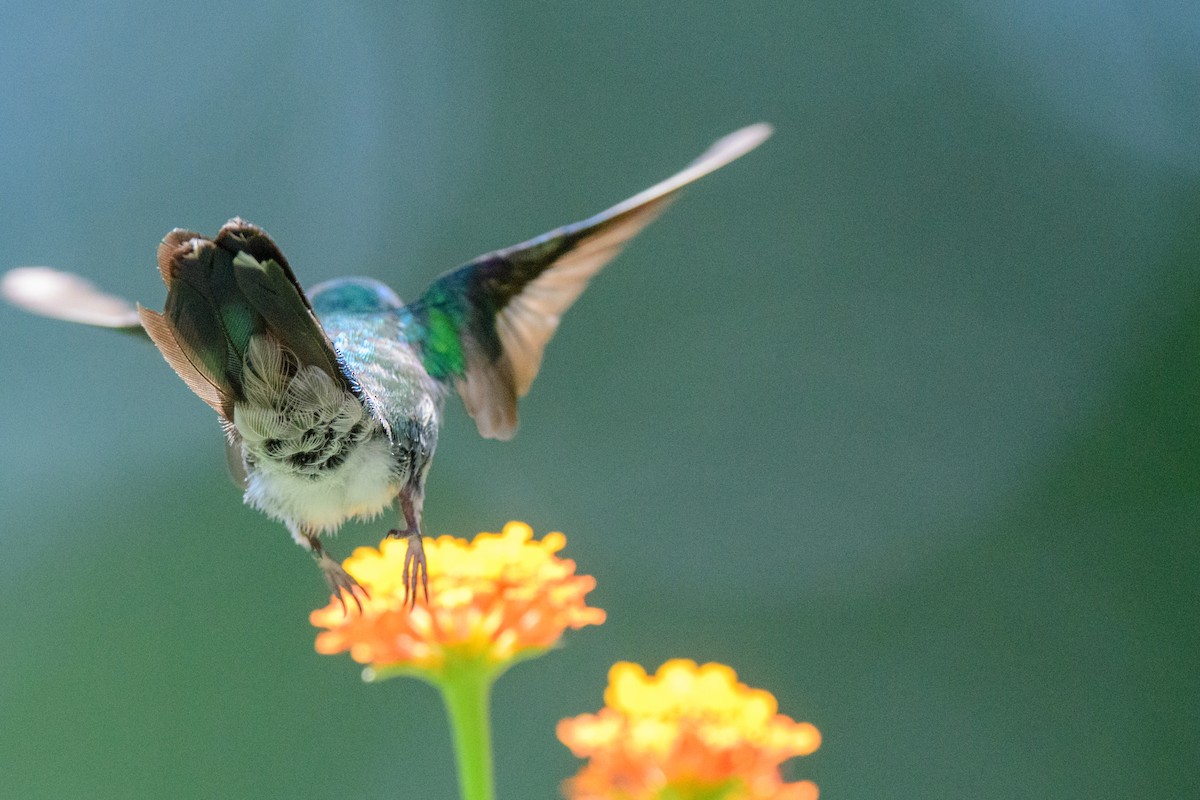 kolibřík fialovohlavý - ML620549626