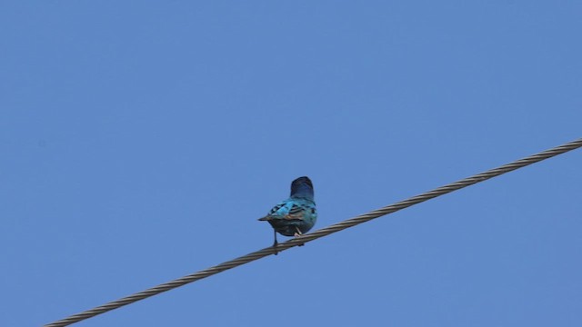 Indigo Bunting - ML620549628