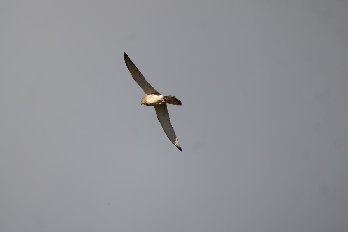 Nankeen Kestrel - ML620549629