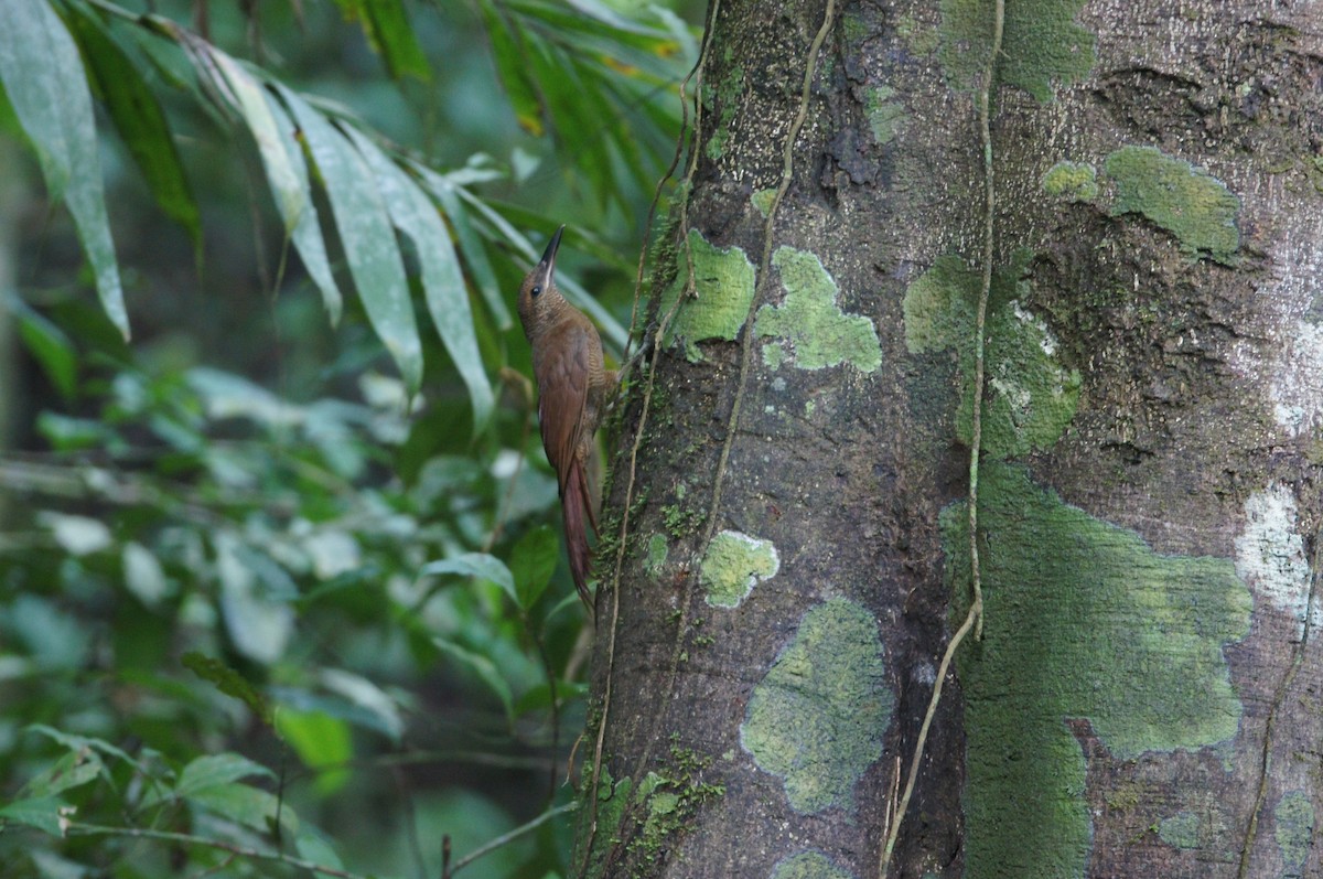 Northern Barred-Woodcreeper - ML620549630