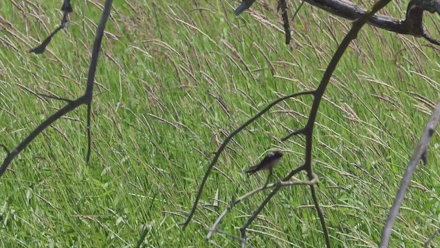 Northern Rough-winged Swallow - ML620549633