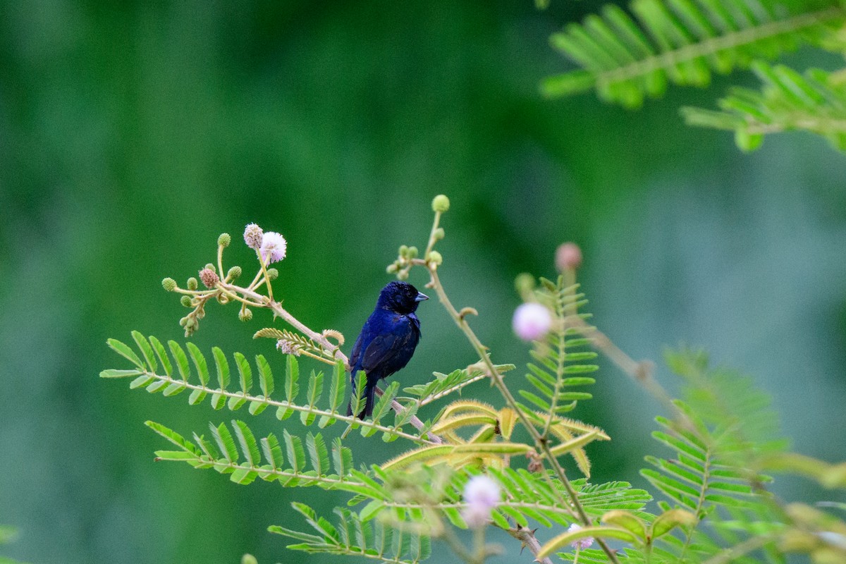 Blue-black Grassquit - John Kuenzli